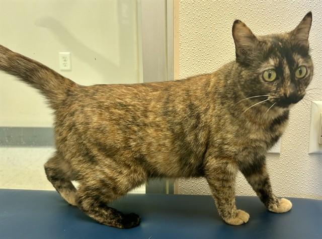 MELVONYA, Adoptable, Adult Female Domestic Short Hair.