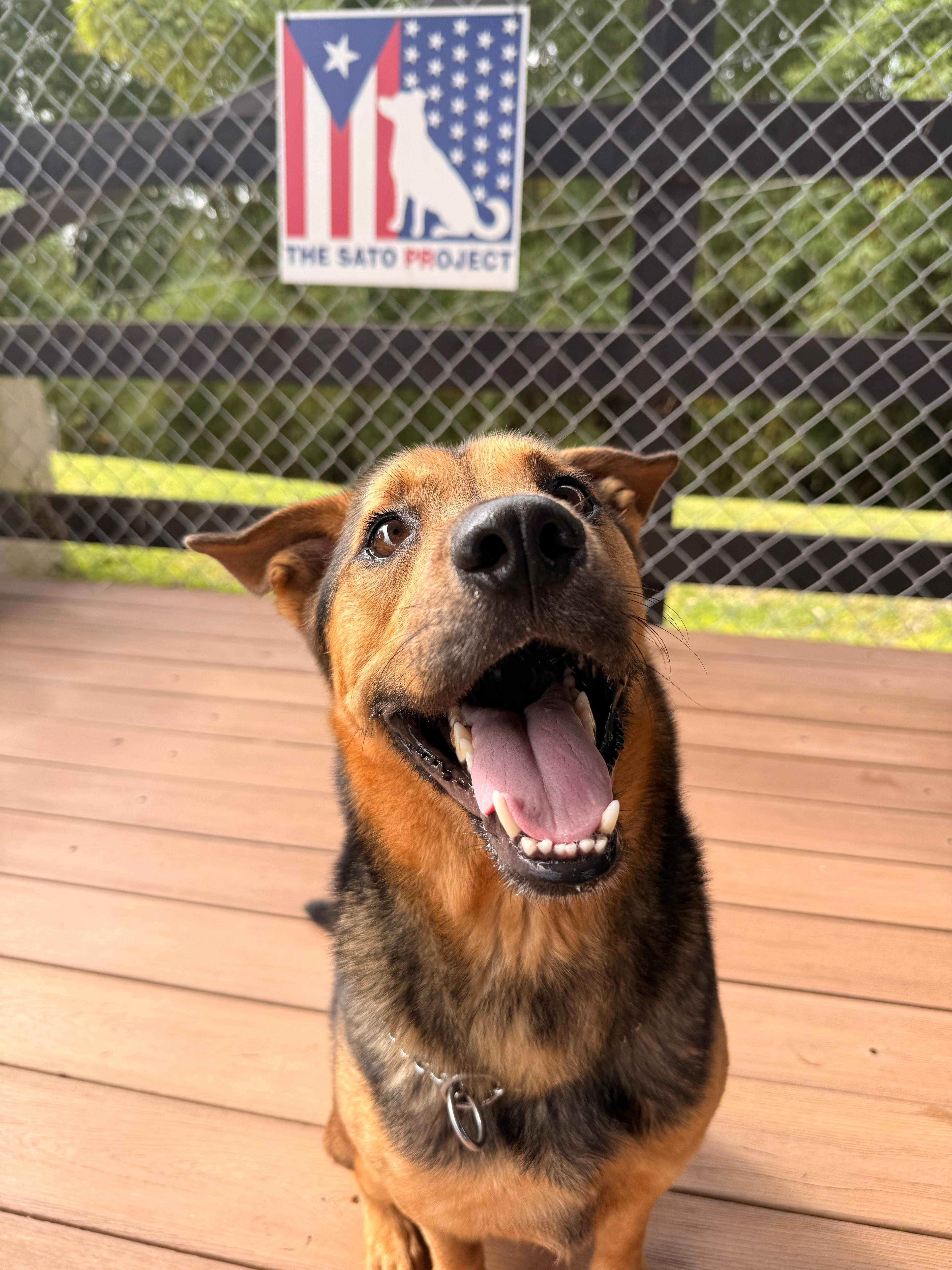 Caesar, Adoptable, Adult Male Mixed Breed.