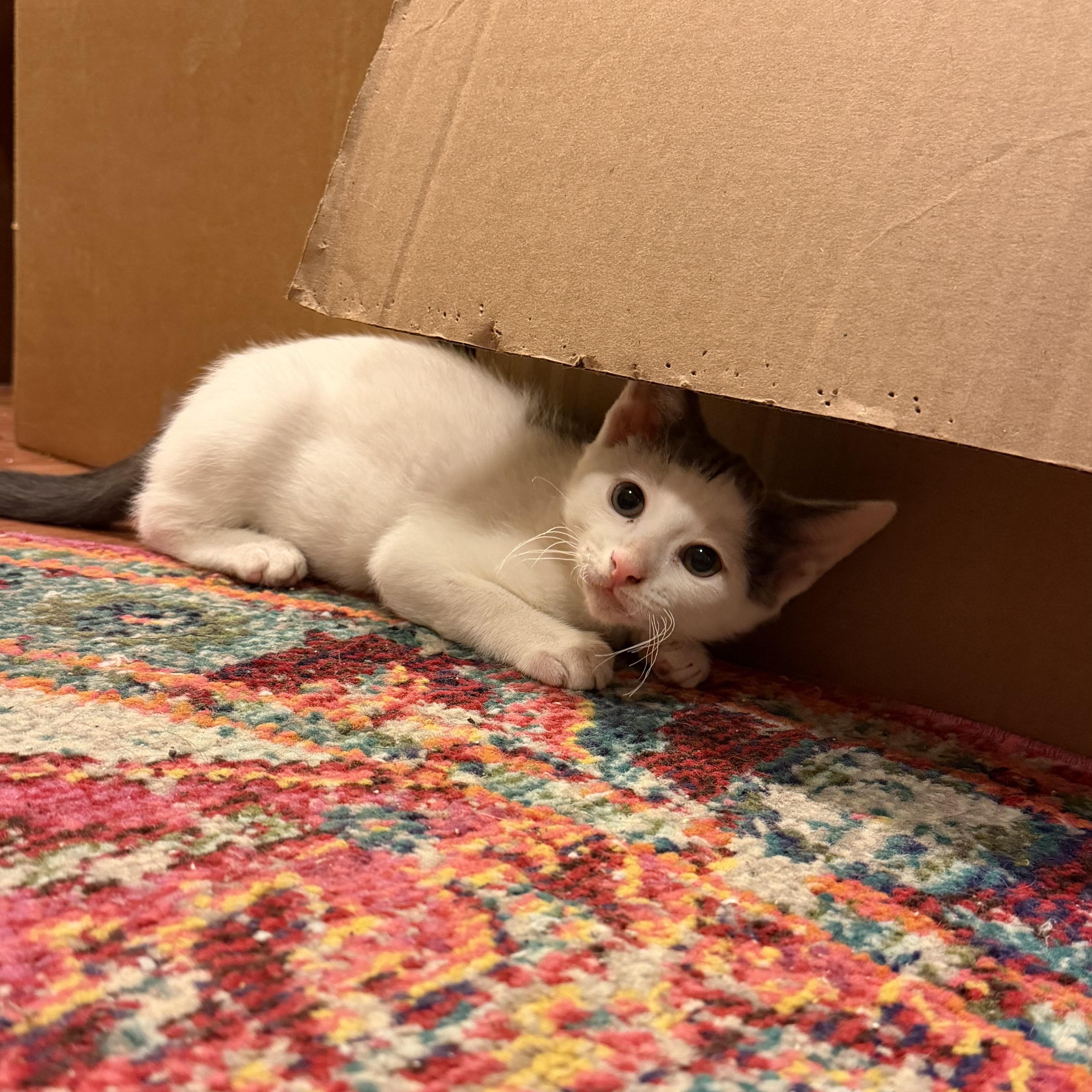 Mooney, Adoptable, Kitten Female Domestic Short Hair.