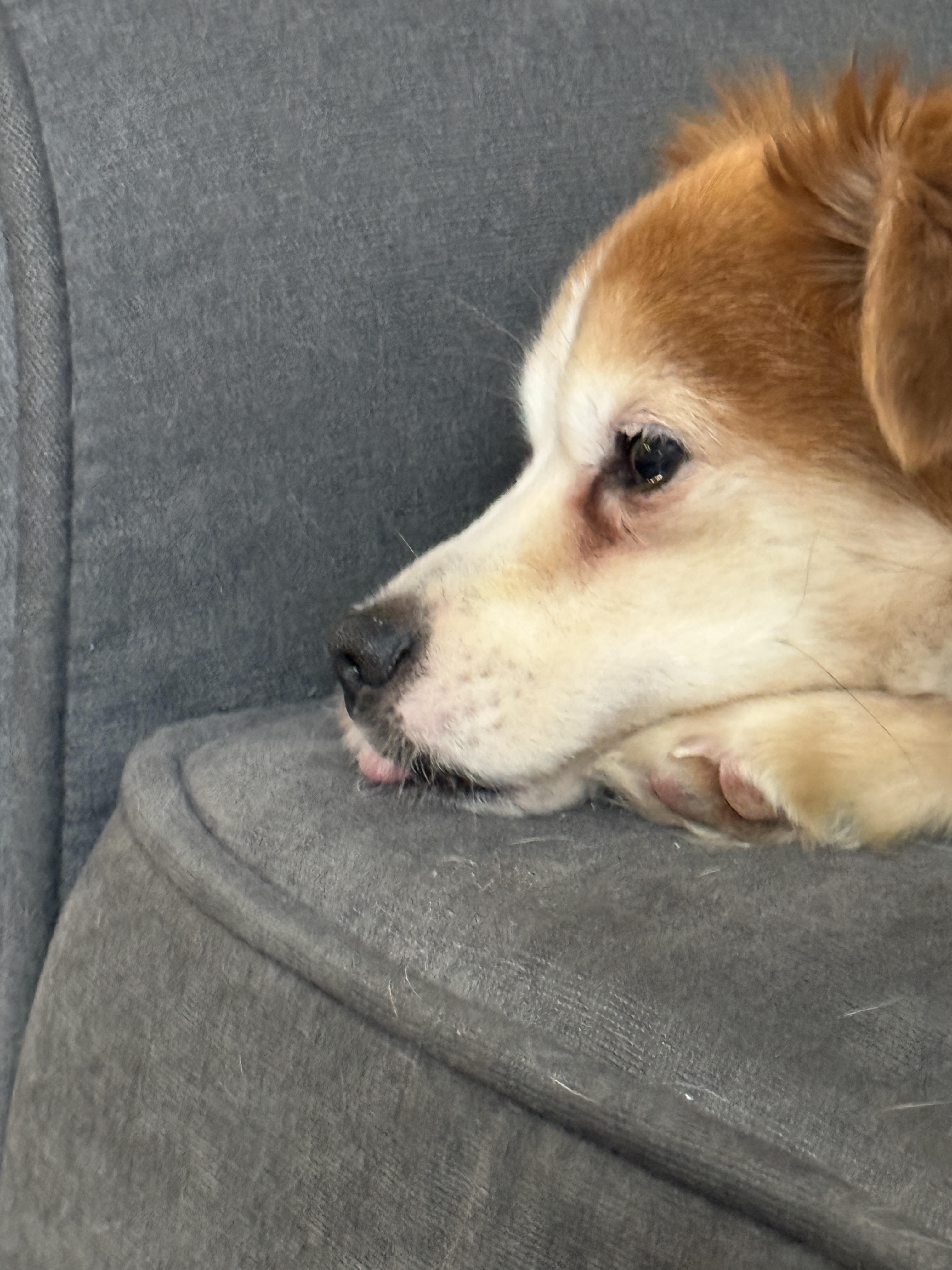 Enlarge Kevin, a Adopted mixed breed in Terryville, CT image 1/4