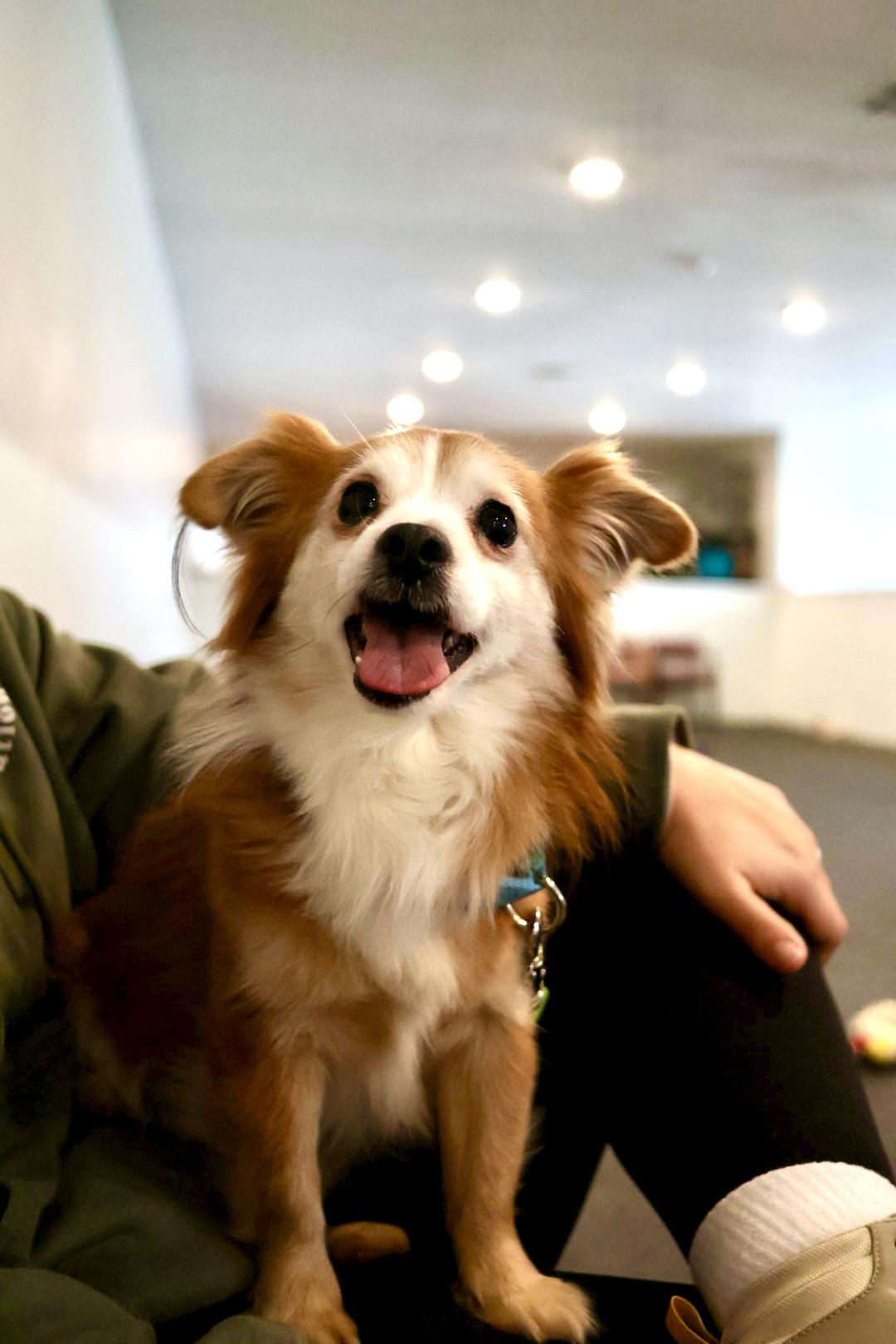 Enlarge Kevin, a Adopted mixed breed in Terryville, CT image 2/4