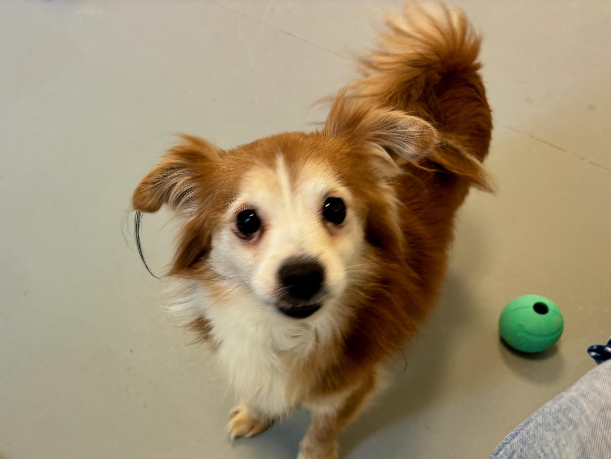 Enlarge Kevin, a Adopted mixed breed in Terryville, CT image 3/4