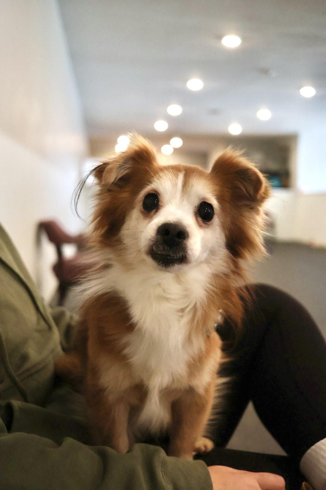 Enlarge Kevin, a Adopted mixed breed in Terryville, CT image 4/4