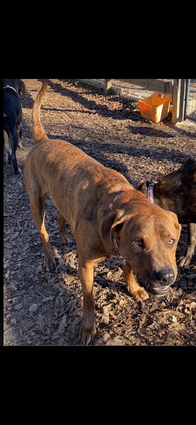 Tommy, Adoptable, Adult Male Hound.