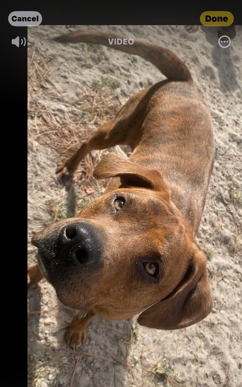 Tommy, a Adoptable Hound in Holly Springs, NC image 1/6