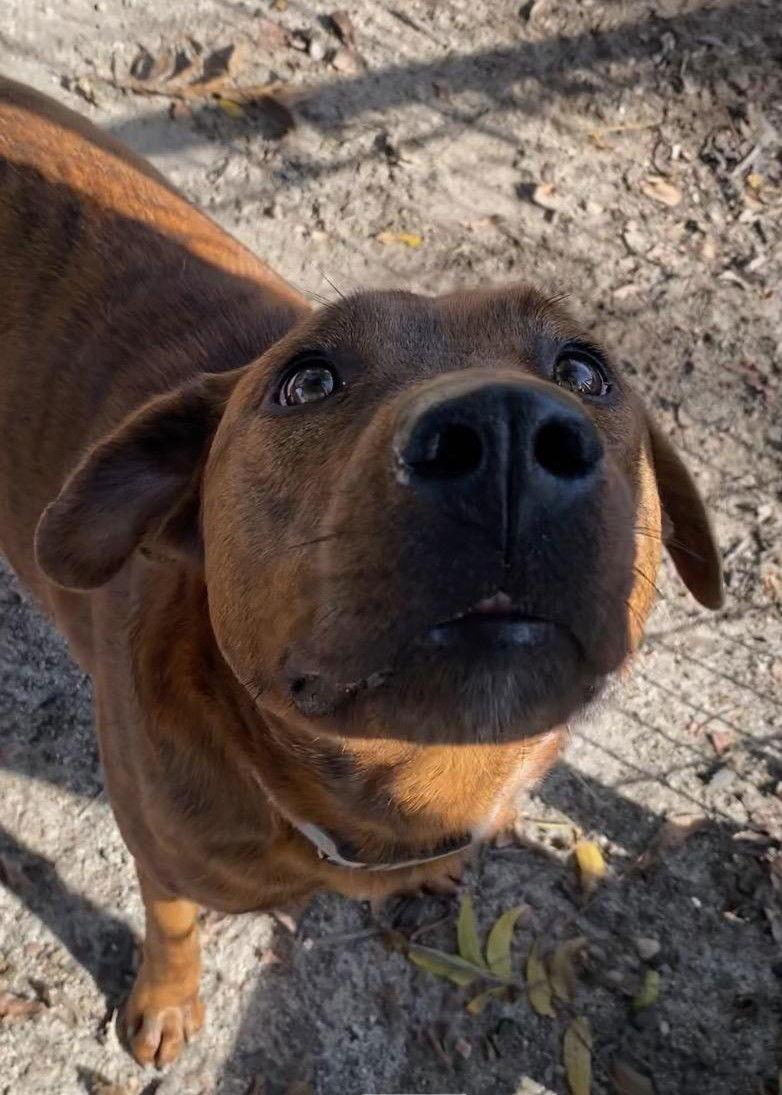 Tommy, a Adoptable Hound in Holly Springs, NC image 2/6