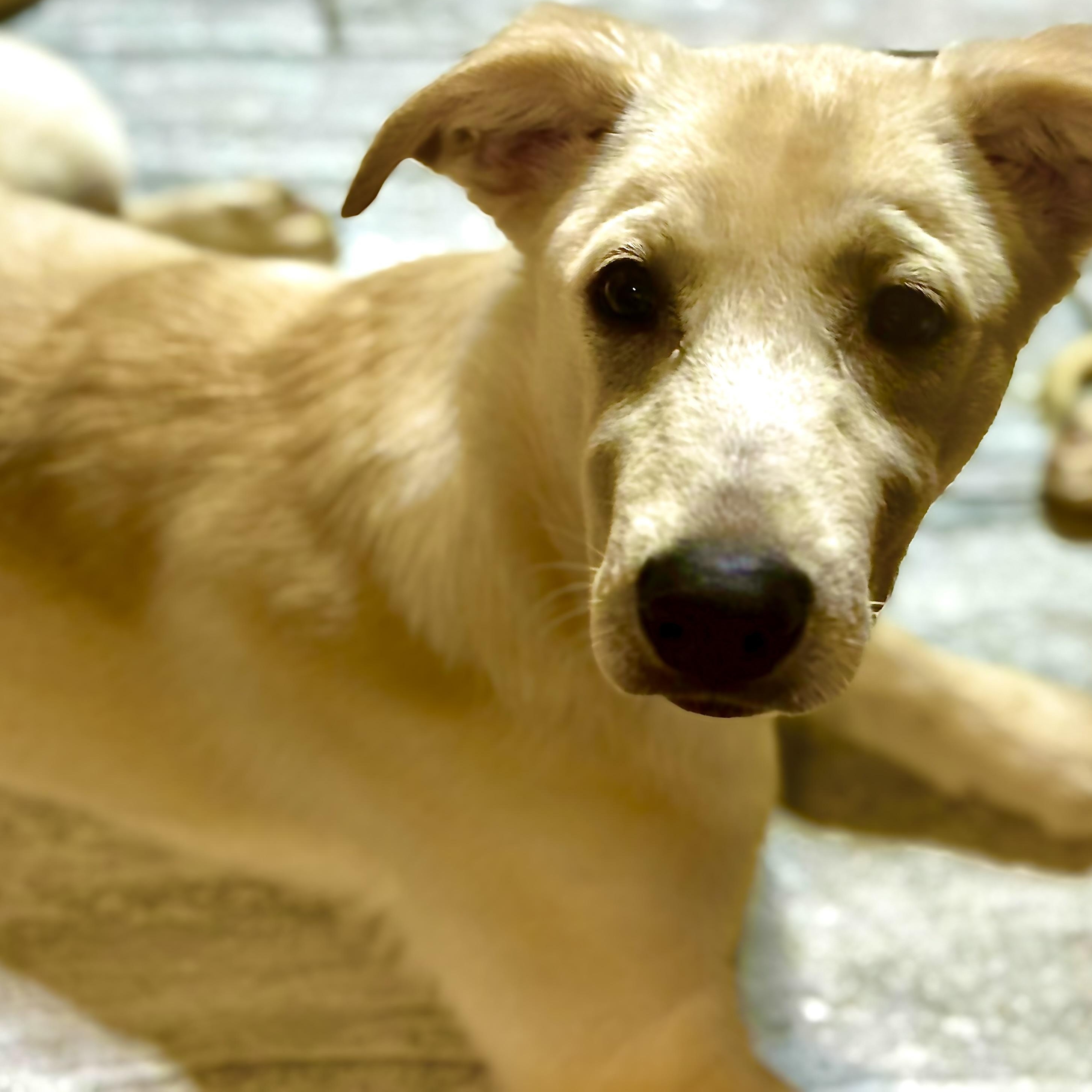 Enlarge Nala Baby, a Adoptable mixed breed in Newton, NJ image 4/5