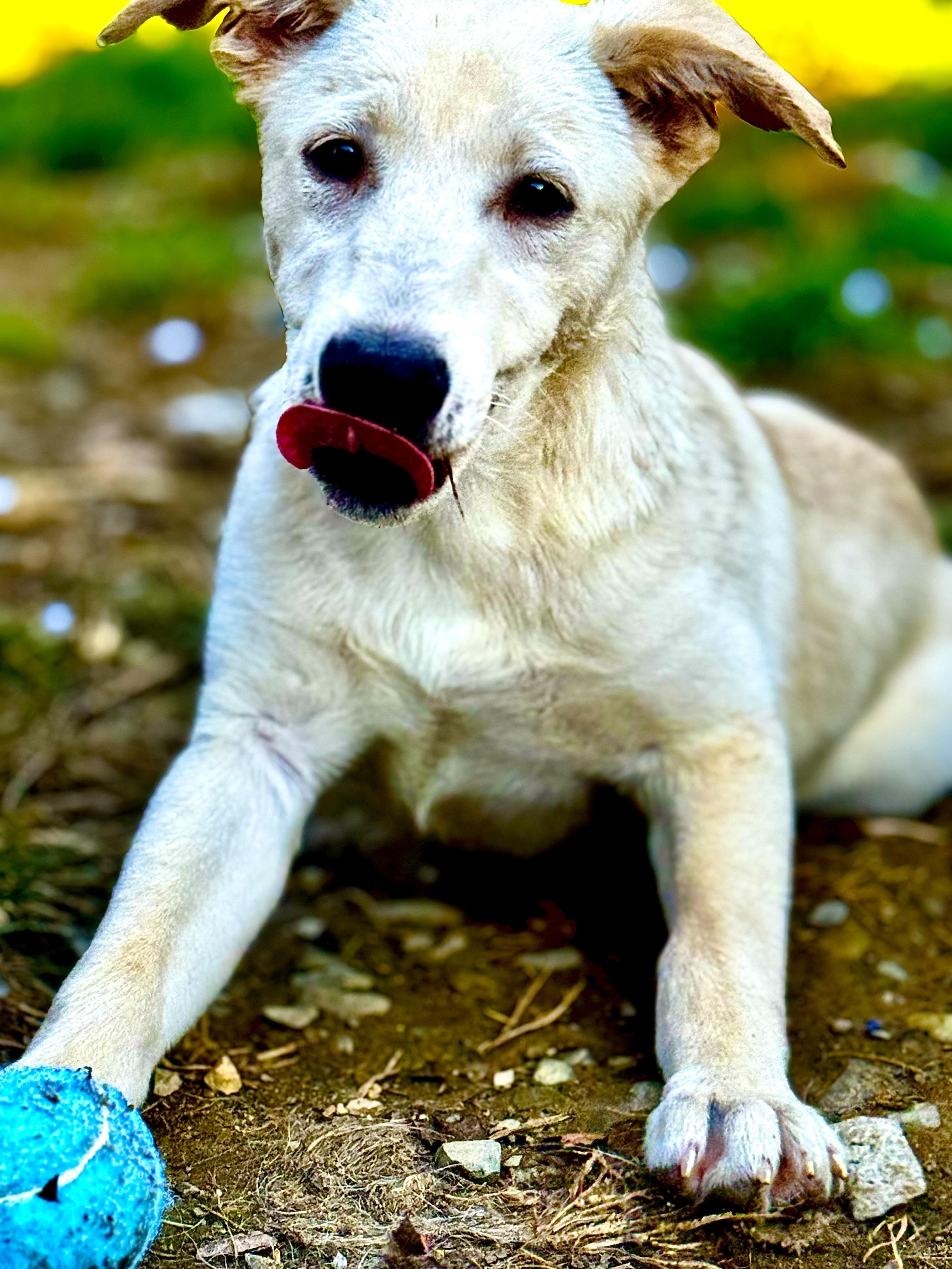 Nala Baby, Adoptable, Puppy Female Yellow Labrador Retriever.