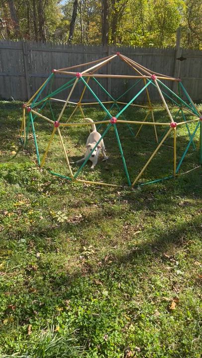 Enlarge Nala Baby, a Adoptable mixed breed in Newton, NJ video 5/5