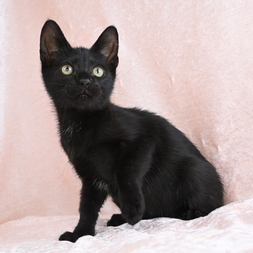 Enlarge Duck, a Adoptable Domestic Short Hair in Mobile, AL image 1/6