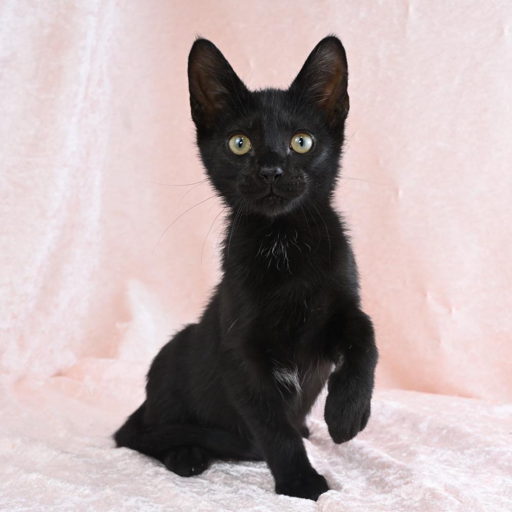 Enlarge Duck, a Adoptable Domestic Short Hair in Mobile, AL image 2/6