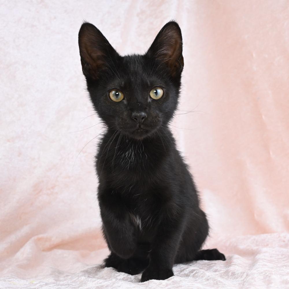 Enlarge Duck, a Adoptable Domestic Short Hair in Mobile, AL image 3/6