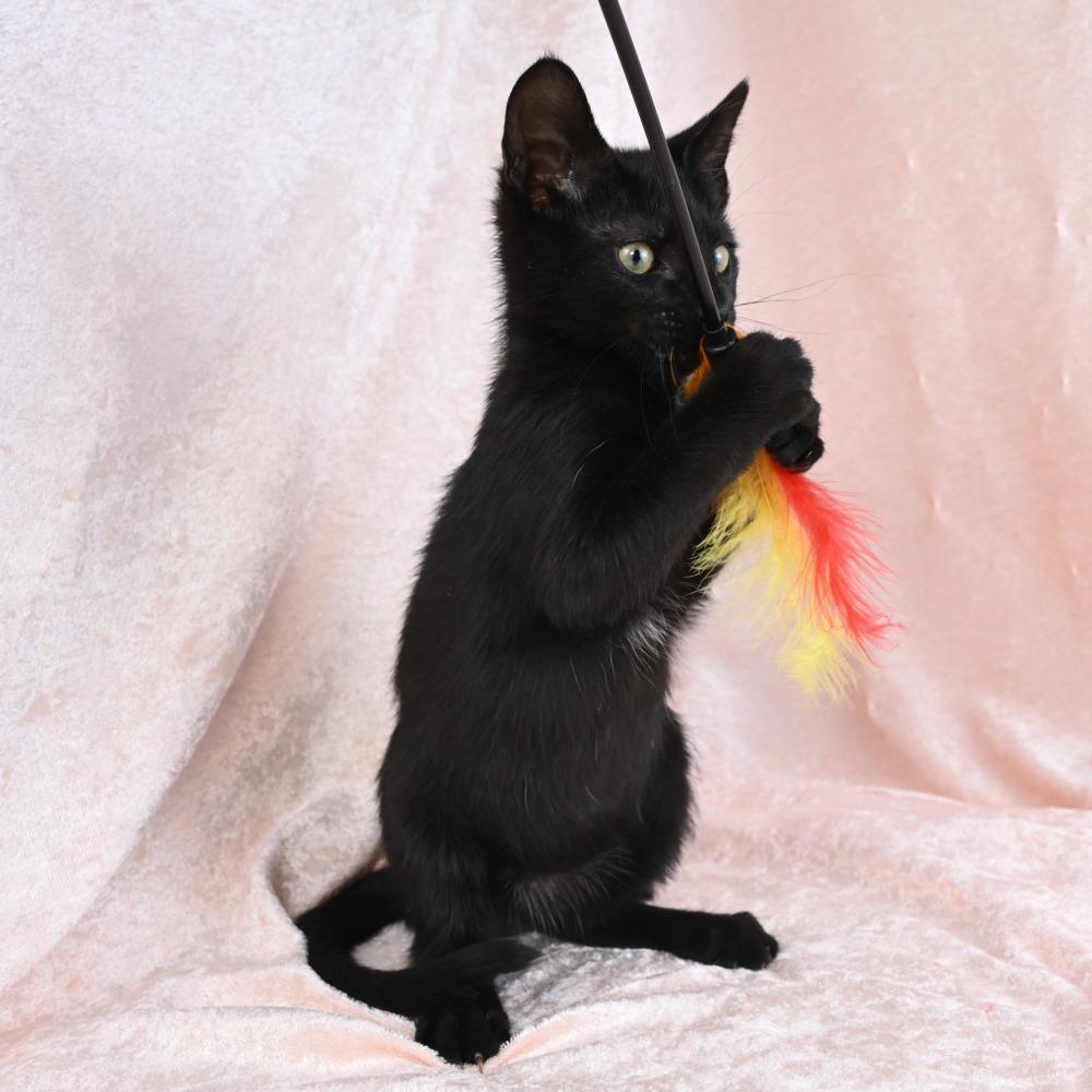 Enlarge Duck, a Adoptable Domestic Short Hair in Mobile, AL image 4/6