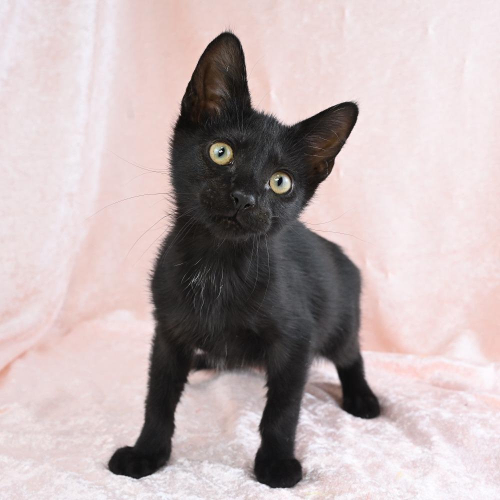 Enlarge Duck, a Adoptable Domestic Short Hair in Mobile, AL image 5/6