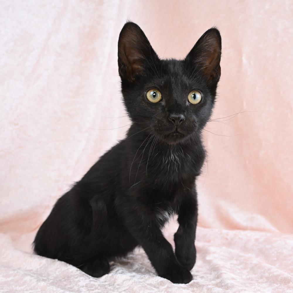 Enlarge Duck, a Adoptable Domestic Short Hair in Mobile, AL image 6/6