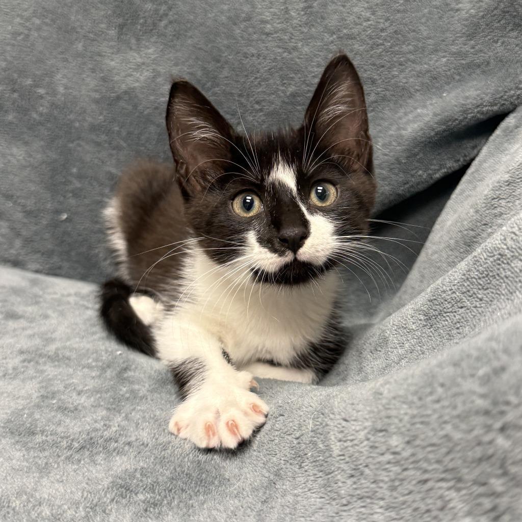 Enlarge Perry, a Adoptable mixed breed in Brenham, TX image 5/6