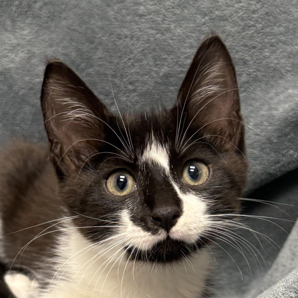 Perry, Adoptable, Kitten Male Domestic Short Hair.