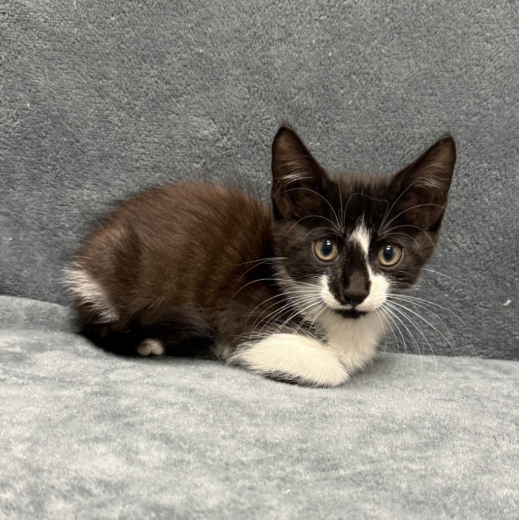 Enlarge Perry, a Adoptable mixed breed in Brenham, TX image 2/6