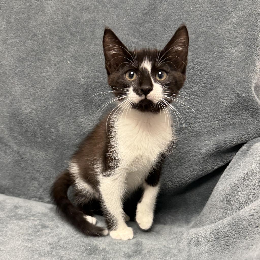 Enlarge Perry, a Adoptable mixed breed in Brenham, TX image 4/6