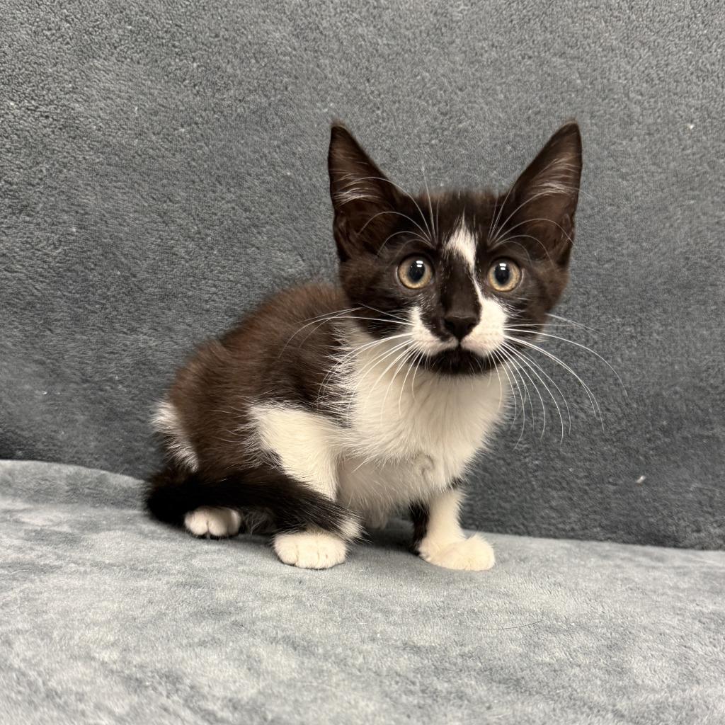 Enlarge Perry, a Adoptable mixed breed in Brenham, TX image 6/6