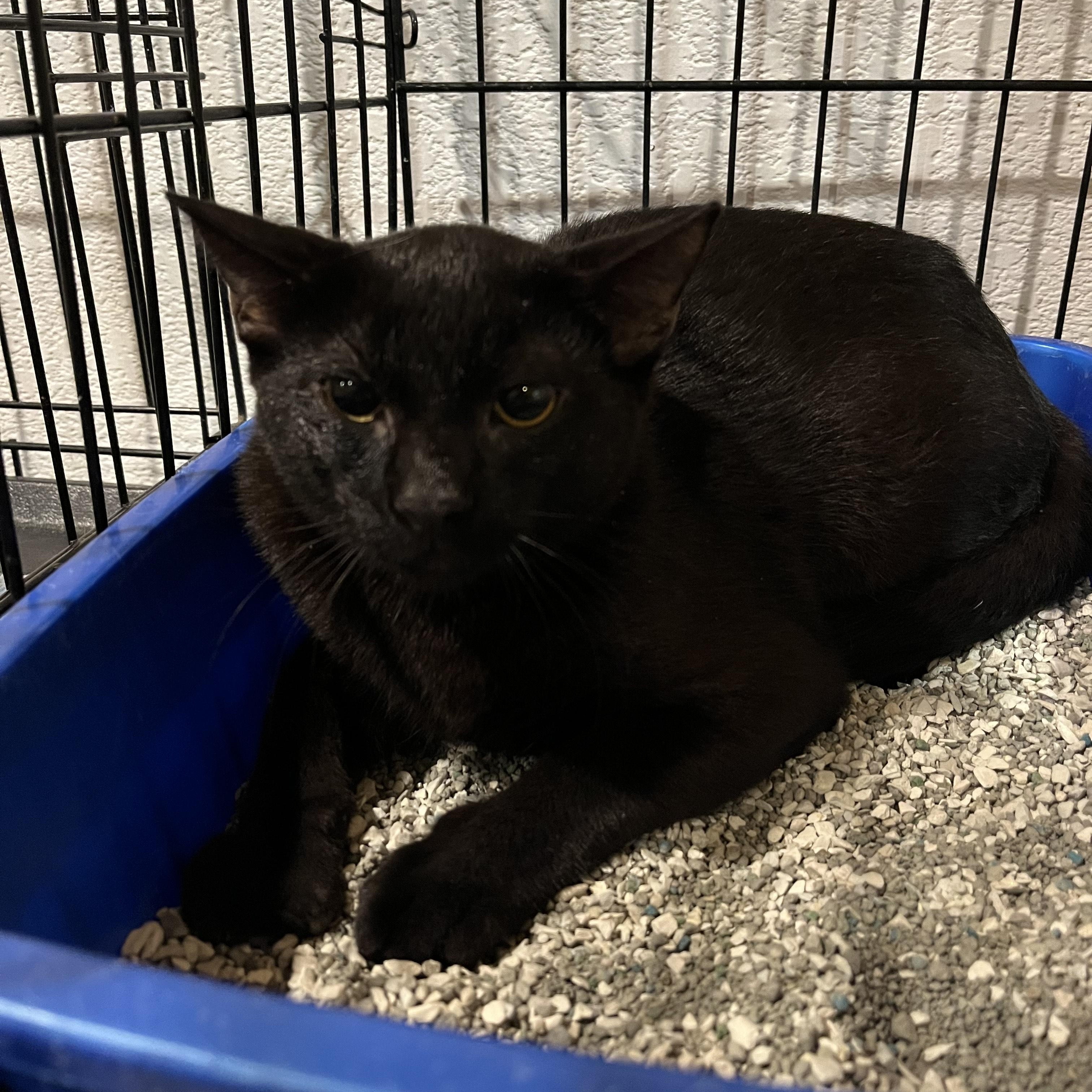 Scout 0452, ADOPTABLE, Young Male Domestic Short Hair.