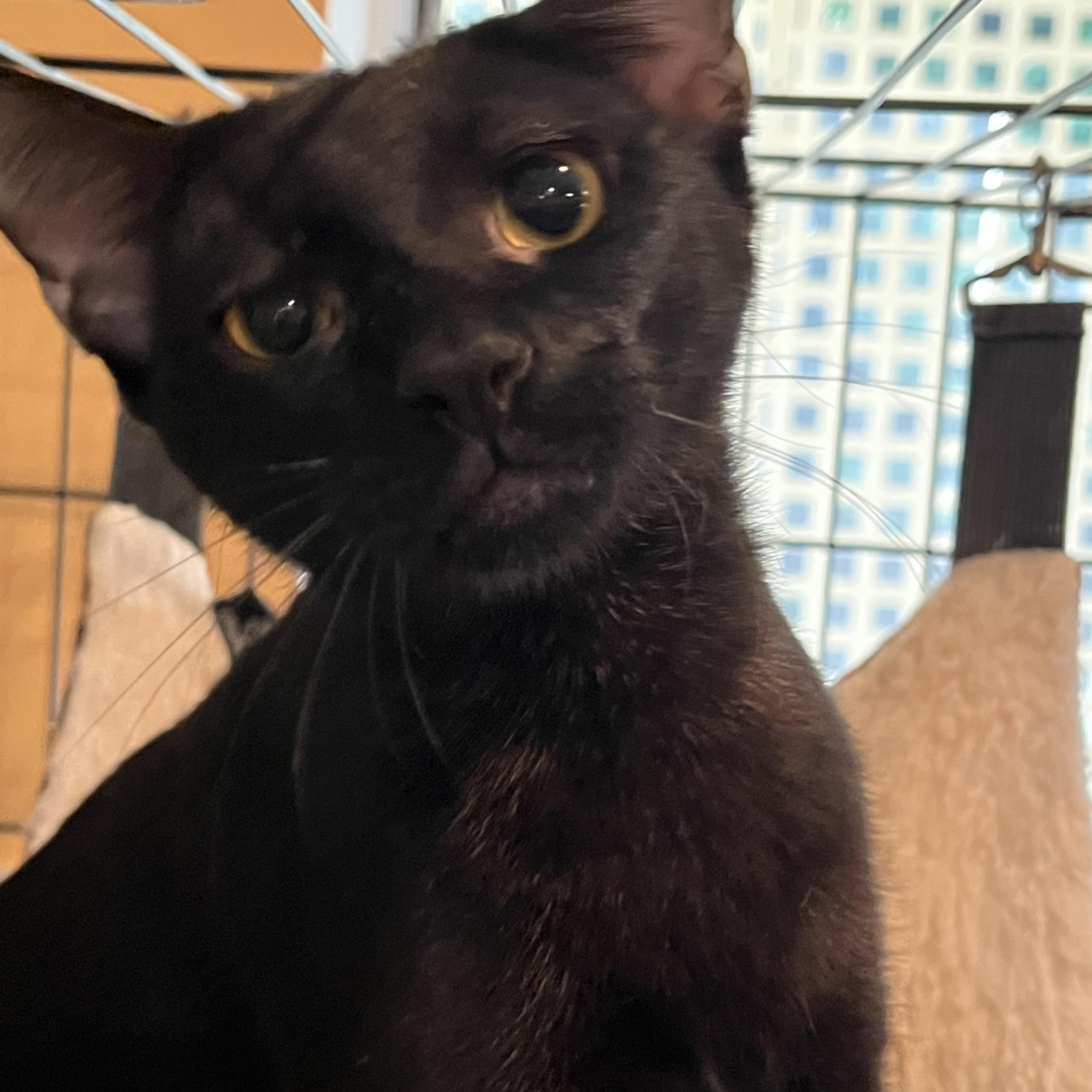 Enlarge Scout 0452, a ADOPTABLE Domestic Short Hair in Boca Raton, FL image 1/1