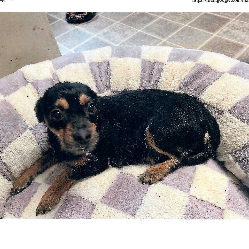 Enlarge Mojo, an adopted Terrier in Salem, WV image 1/1