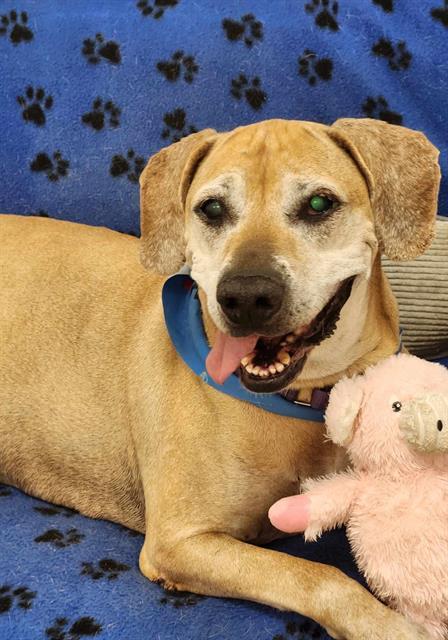 ARIA, Adoptable, Senior Female Labrador Retriever & Mixed Breed.