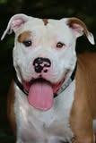 Petey, a Adoptable mixed breed in Columbia, TN image 1/5