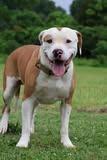 Petey, a Adoptable mixed breed in Columbia, TN image 2/5