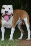 Petey, a Adoptable mixed breed in Columbia, TN image 3/5