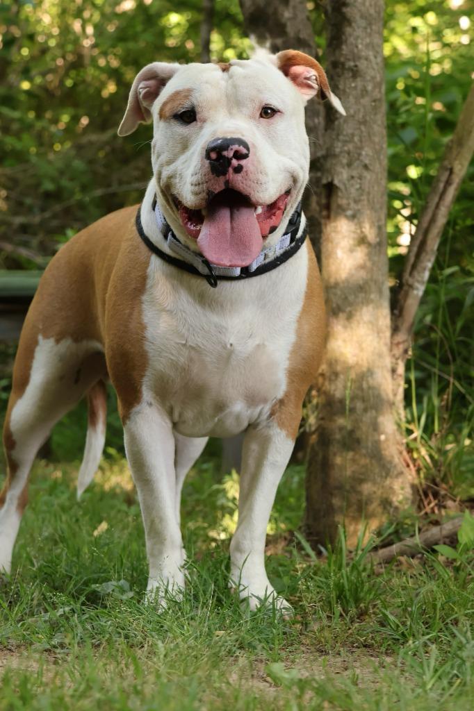 Petey, a Adoptable mixed breed in Columbia, TN image 4/5