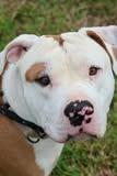 Petey, a Adoptable mixed breed in Columbia, TN image 5/5