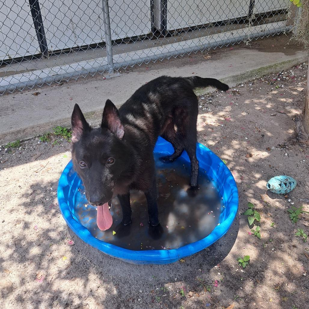 Padfoot, a Adoptable German Shepherd Dog in Lake Panasoffkee, FL image 1/6