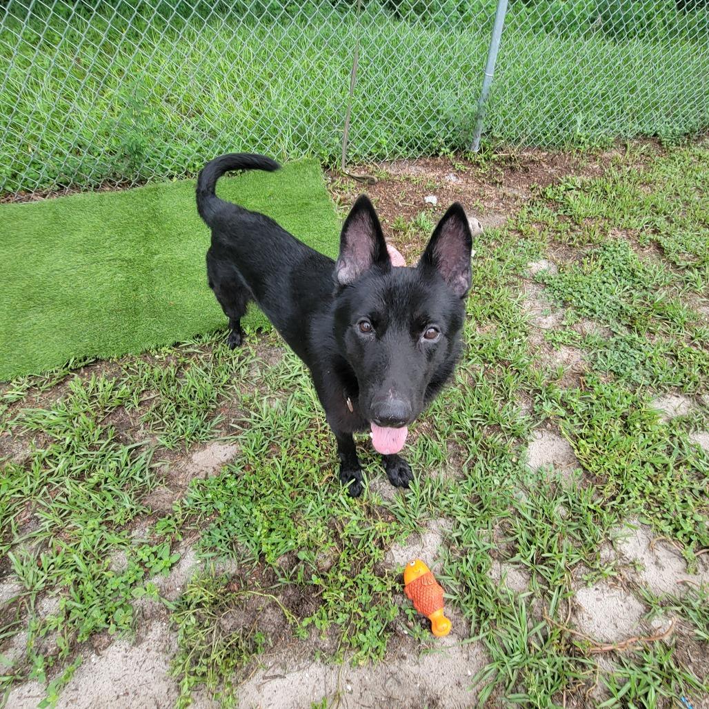 Padfoot, a Adoptable German Shepherd Dog in Lake Panasoffkee, FL image 2/6