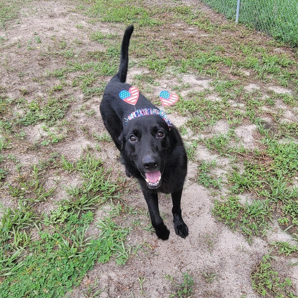 Padfoot, a Adoptable German Shepherd Dog in Lake Panasoffkee, FL image 3/6