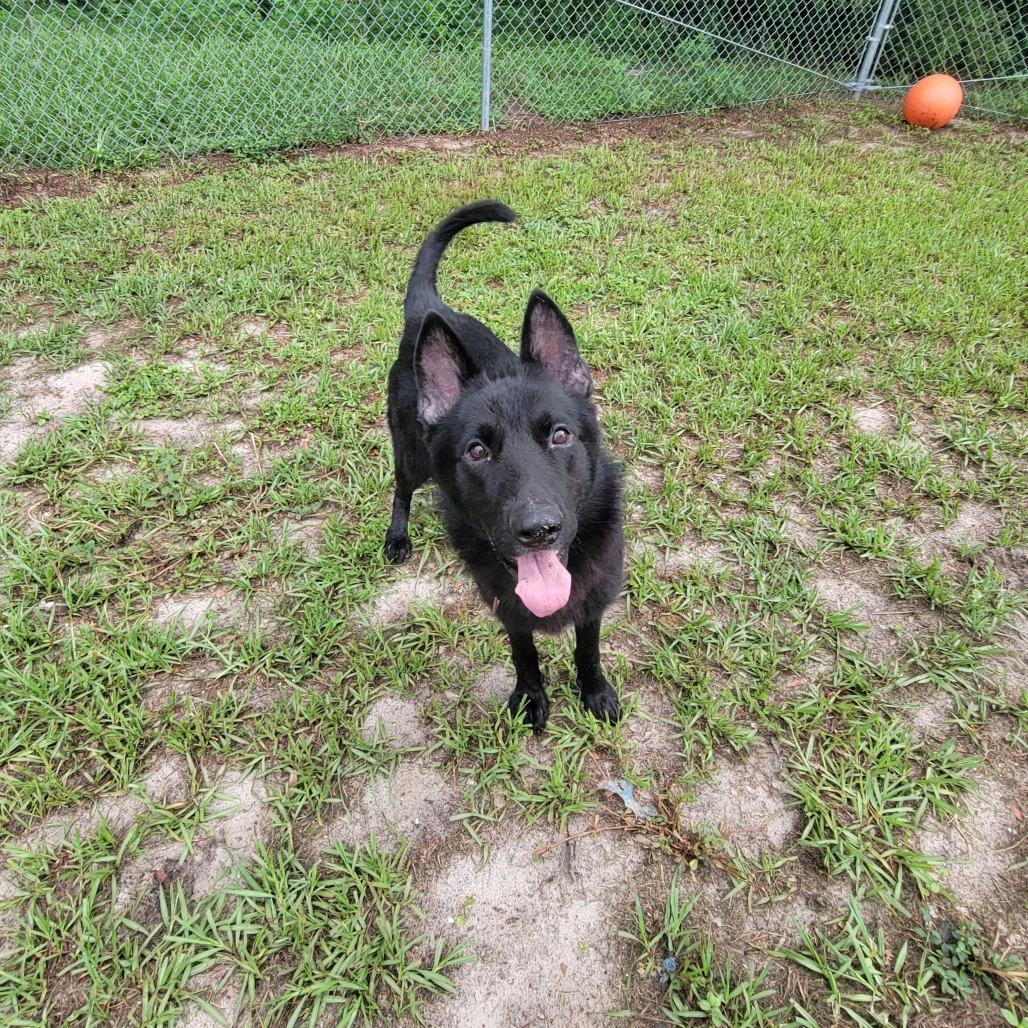 Enlarge Padfoot, a Adoptable German Shepherd Dog in Lake Panasoffkee, FL image 3/6
