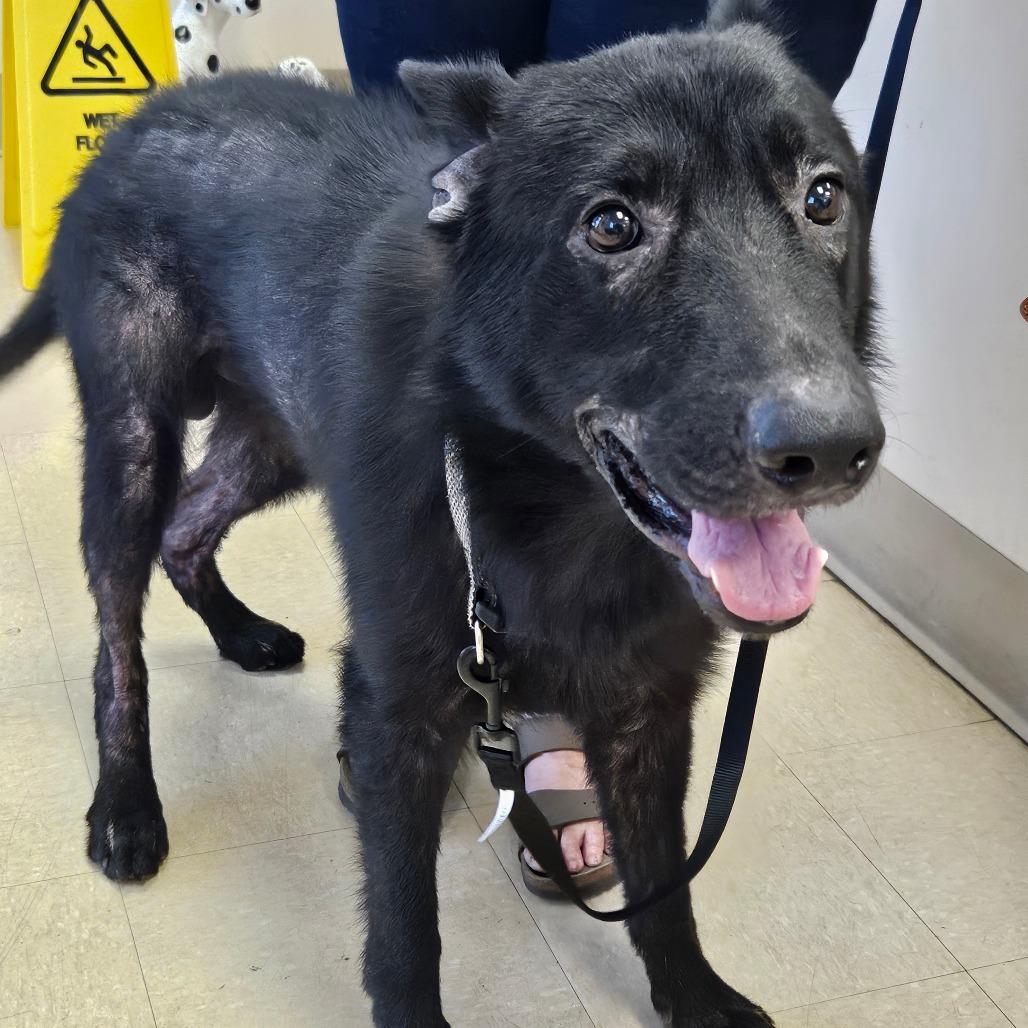 Padfoot, a Adoptable German Shepherd Dog in Lake Panasoffkee, FL image 4/6