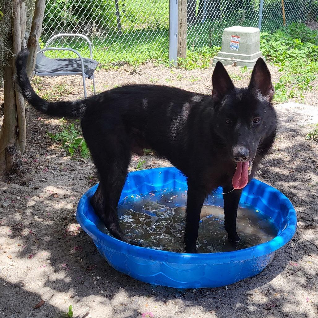 Padfoot, a Adoptable German Shepherd Dog in Lake Panasoffkee, FL image 5/6