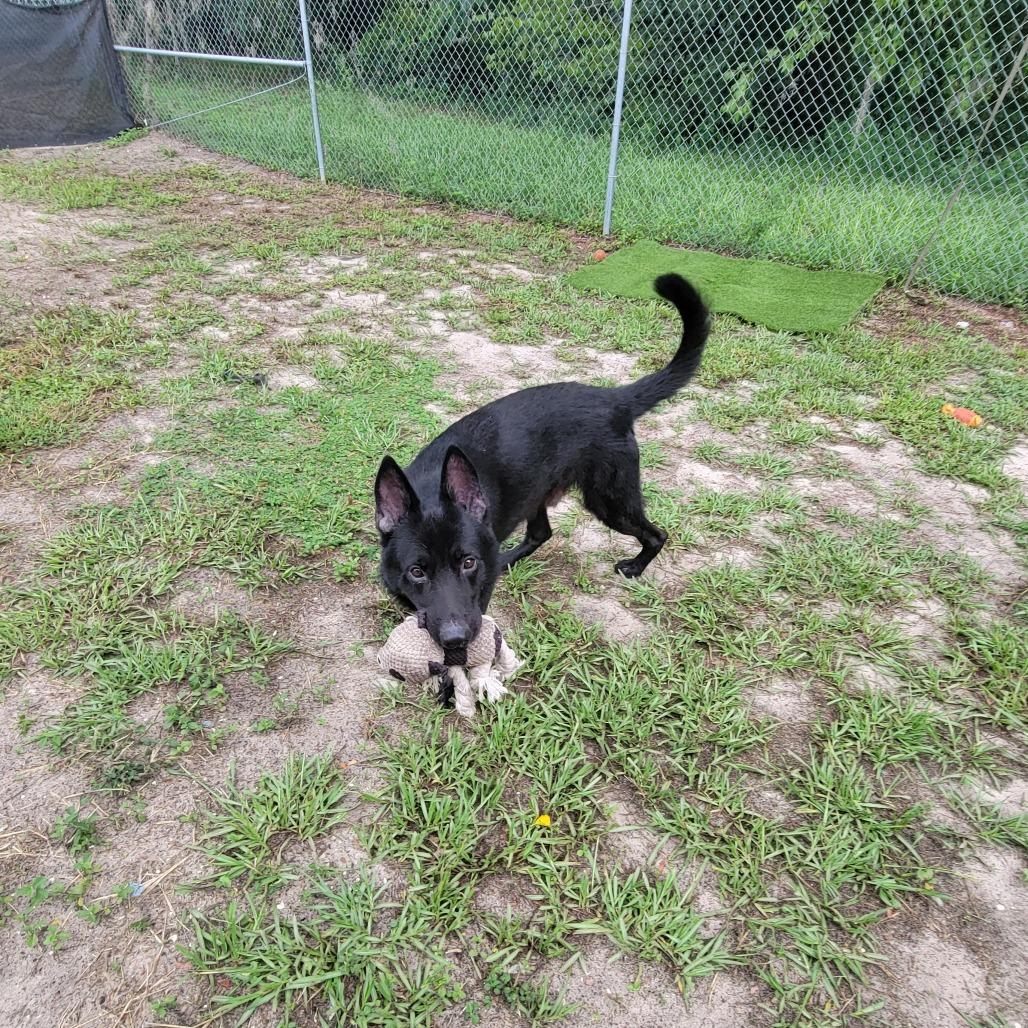 Padfoot, a Adoptable German Shepherd Dog in Lake Panasoffkee, FL image 6/6
