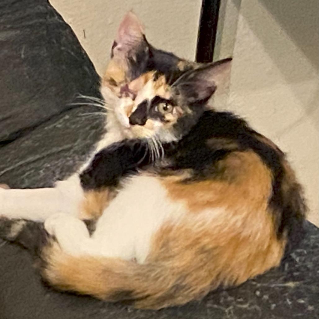 Biffany, Baby Female unknown