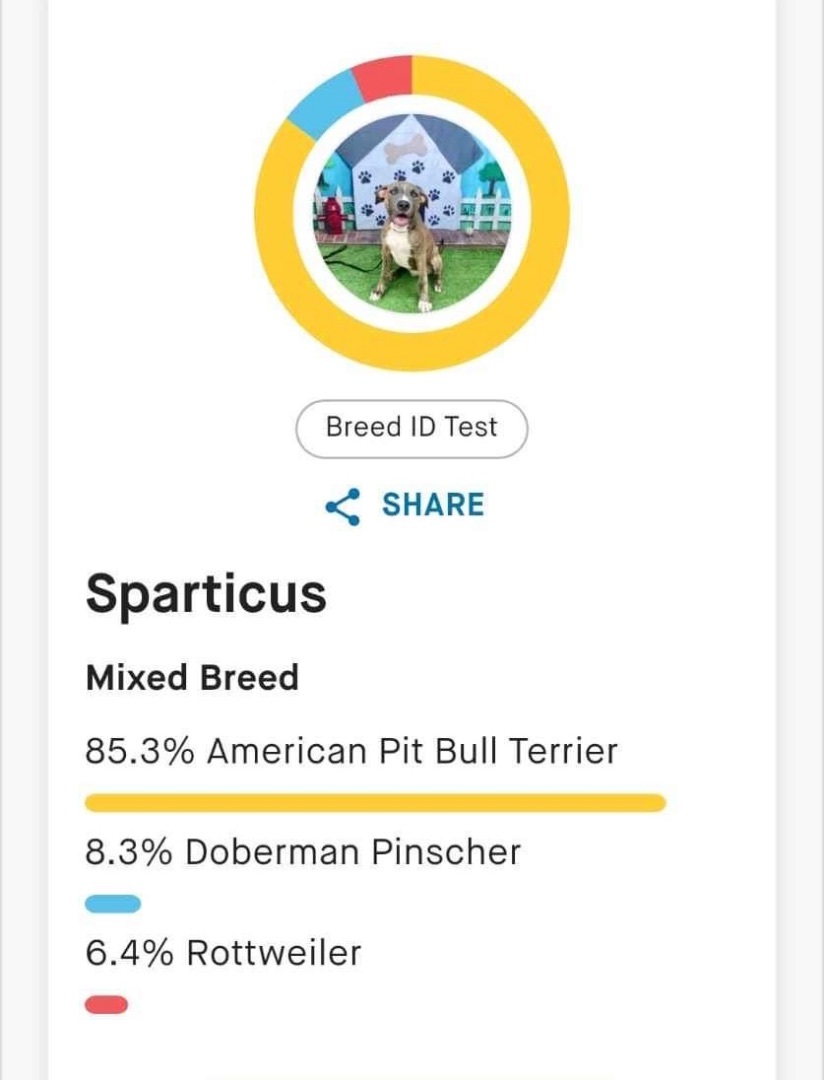 Enlarge Andy (DNA tested), a Adoptable mixed breed in Benbrook, TX image 13/16