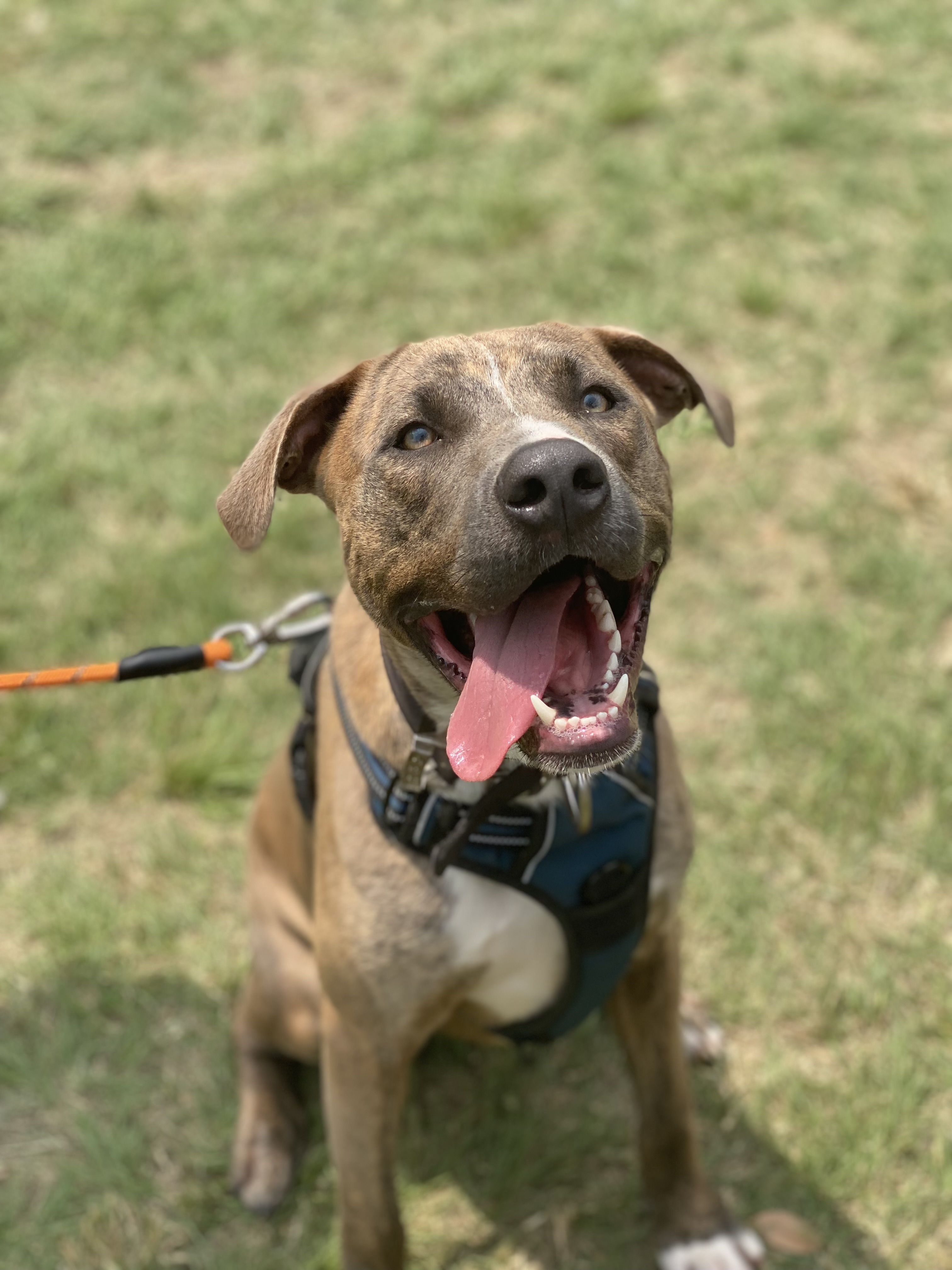 Enlarge Andy (DNA tested), a Adoptable mixed breed in Benbrook, TX image 12/16