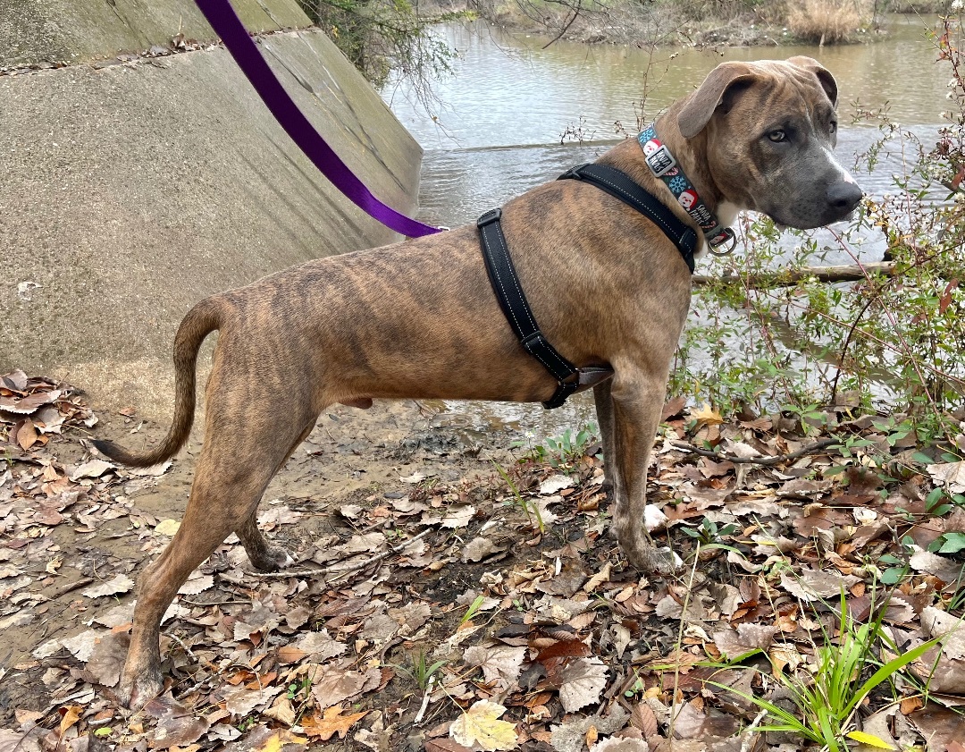 Enlarge Andy (DNA tested), a Adoptable mixed breed in Benbrook, TX image 14/16