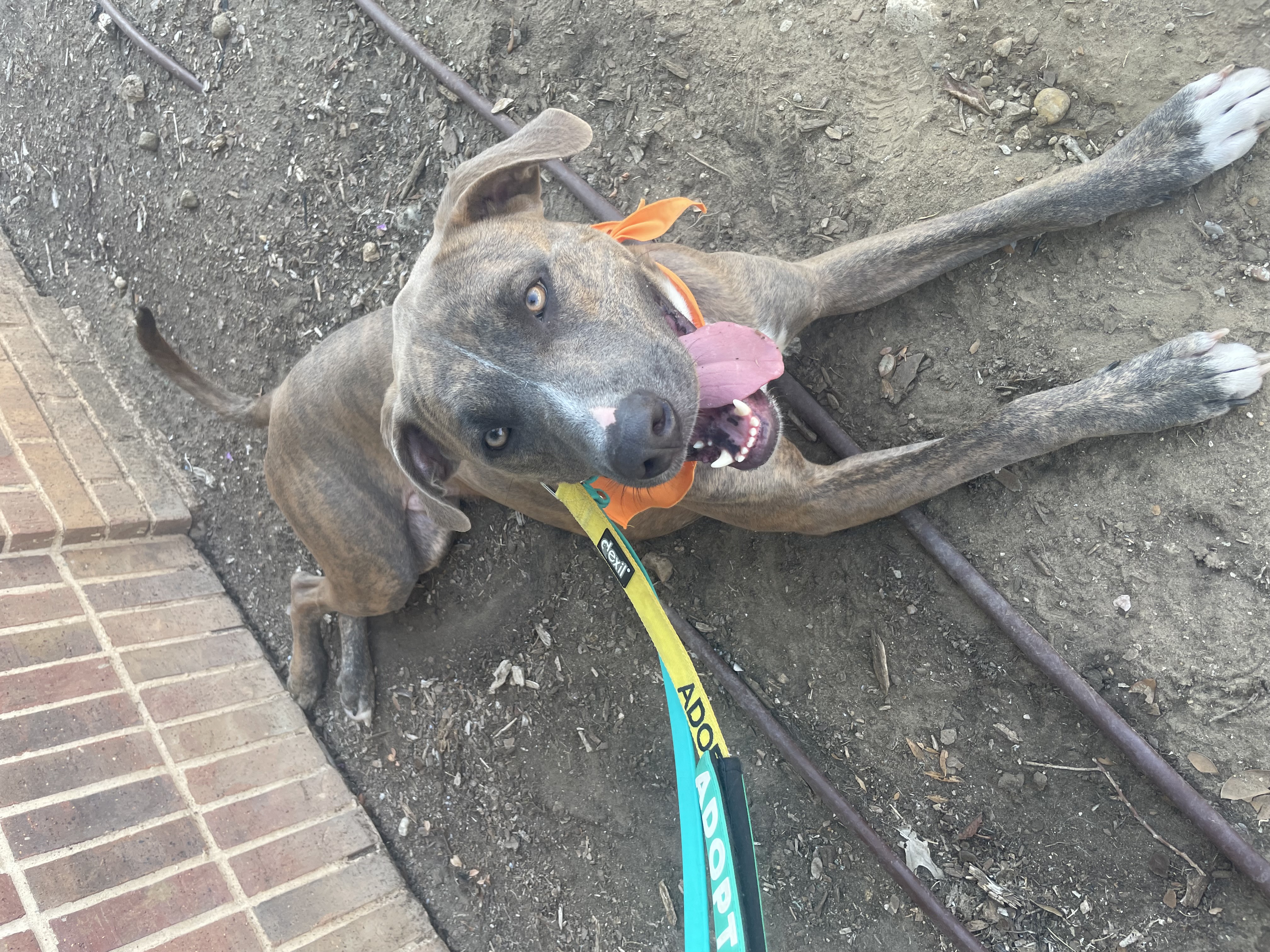Enlarge Andy (DNA tested), a Adoptable mixed breed in Benbrook, TX image 15/16