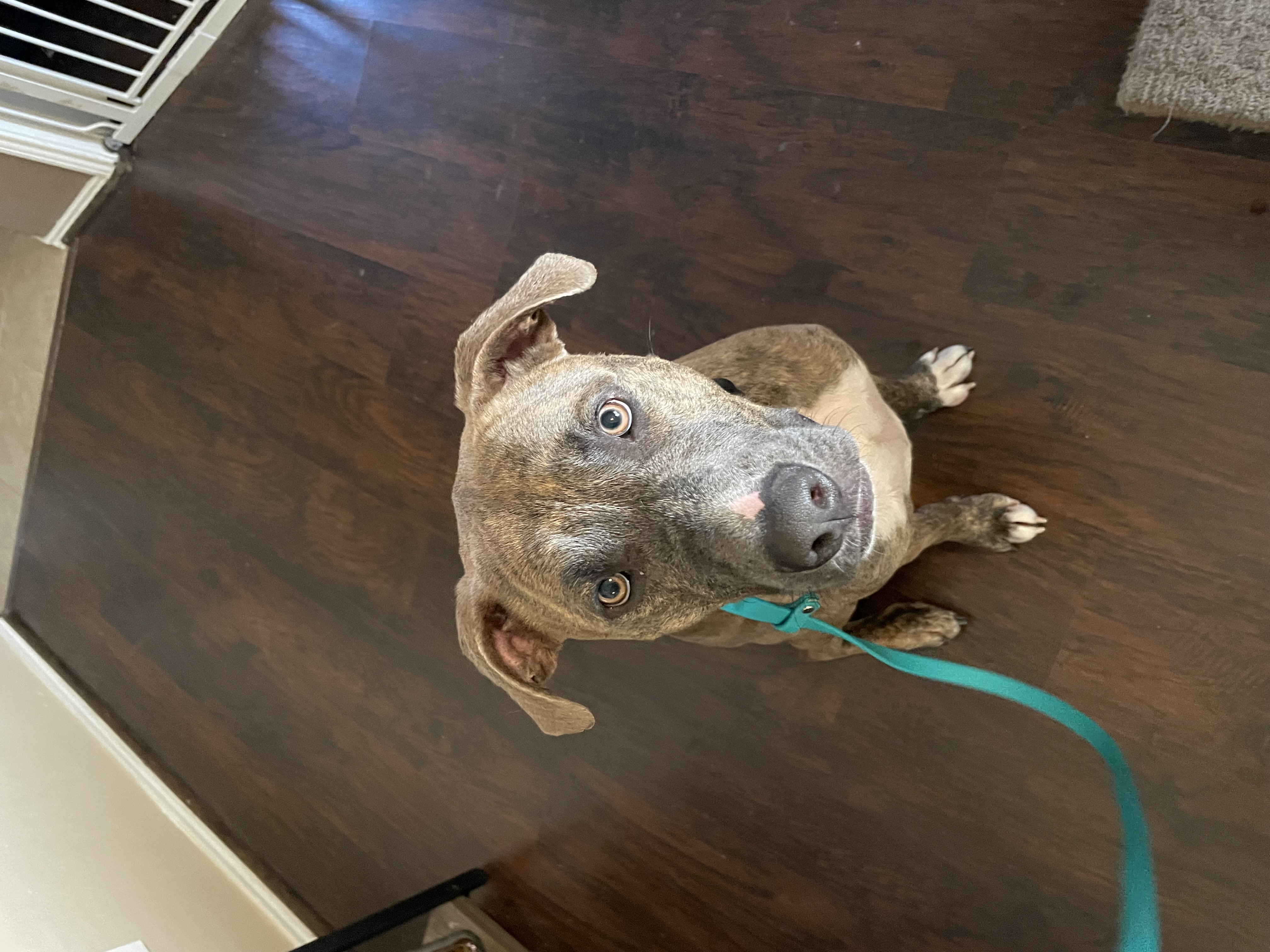 Enlarge Andy (DNA tested), a Adoptable mixed breed in Benbrook, TX image 16/16