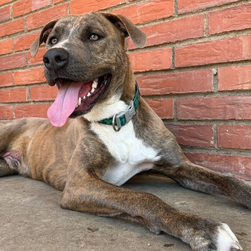 Enlarge Andy (DNA tested), a Adoptable mixed breed in Benbrook, TX image 1/16