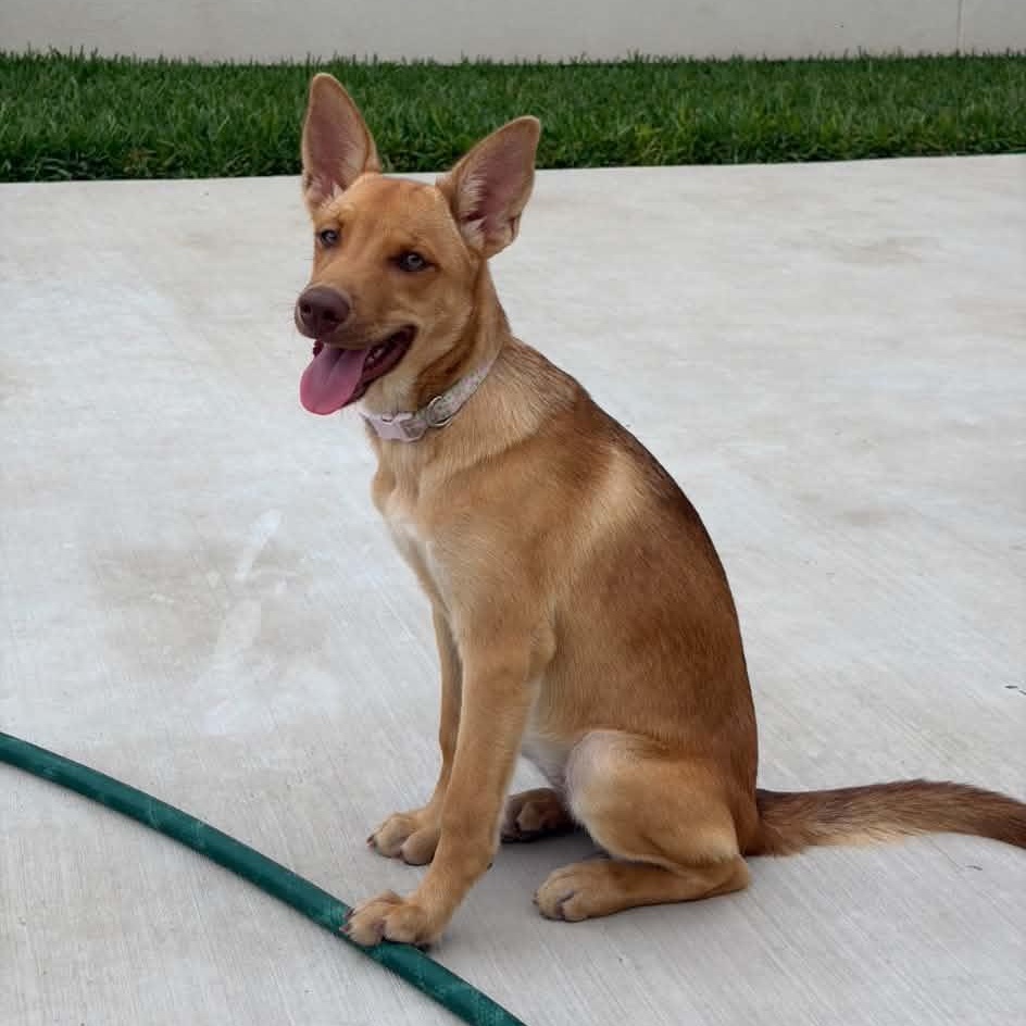 Piper photo