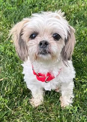 Doris Rae, an adopted mixed breed in Racine, WI image 1/3