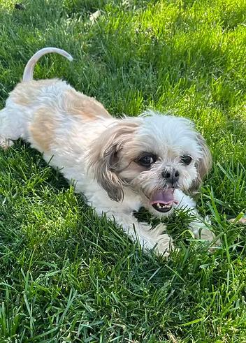 Doris Rae, an adopted mixed breed in Racine, WI image 3/3